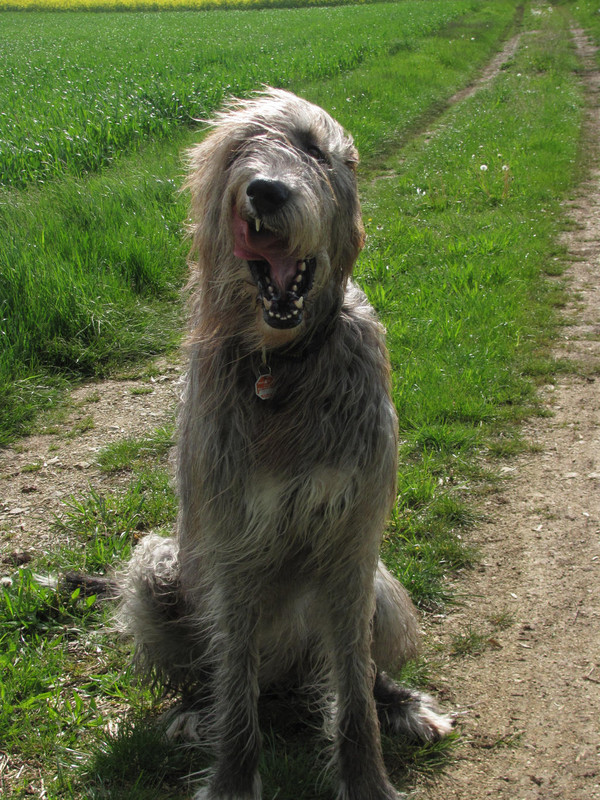 irish-wolfhound-04-by-bmastock-d7kqevq-fullview.jpg