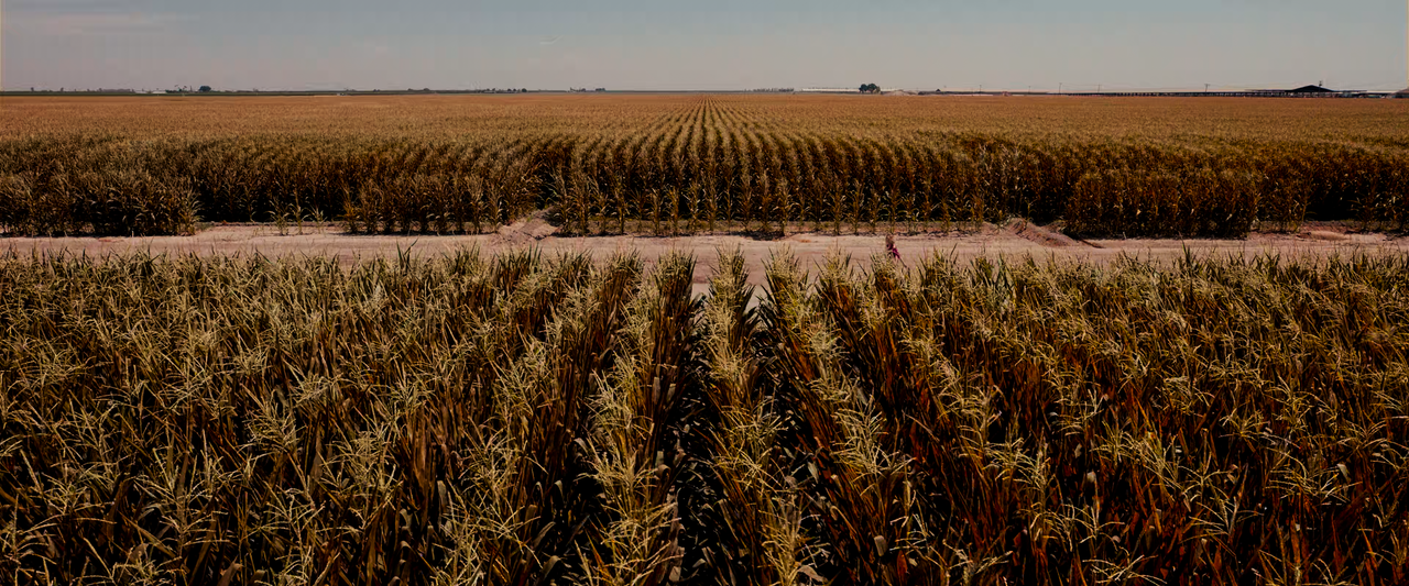 Children.of.the.Corn.2020.2160p.AMZN.WEB-DL.HDR.H.265-Нечипорук.mkv_snapshot_00.17.37.013