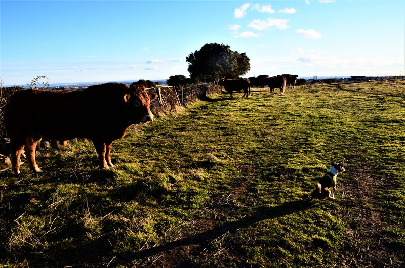 COLMENAR VIEJO-28-12-2013-MADRID - Paseando por España-1991/2016 (50)