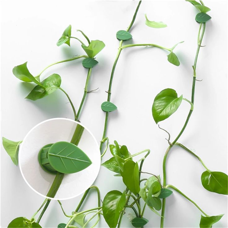 Clips de pared colocados con planta