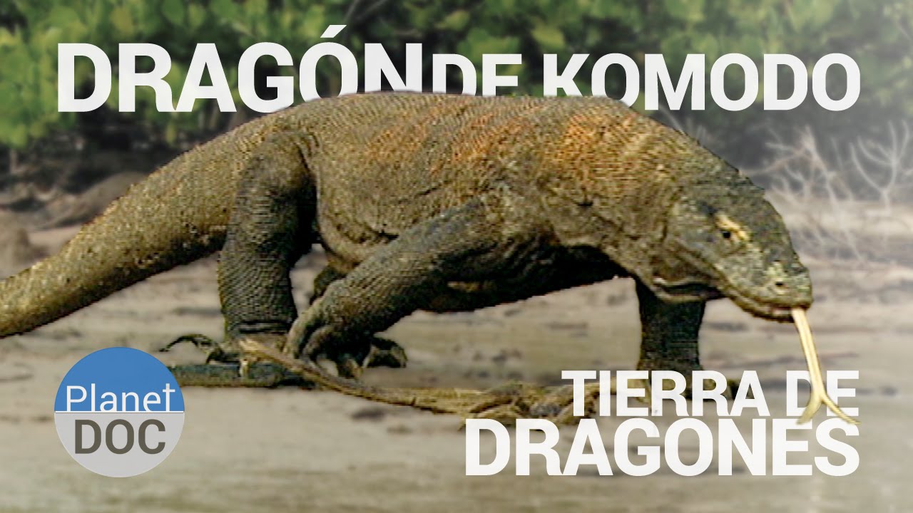 maxresdefault - El Dragon de Komodo. Tierra de Dragones Español y VO