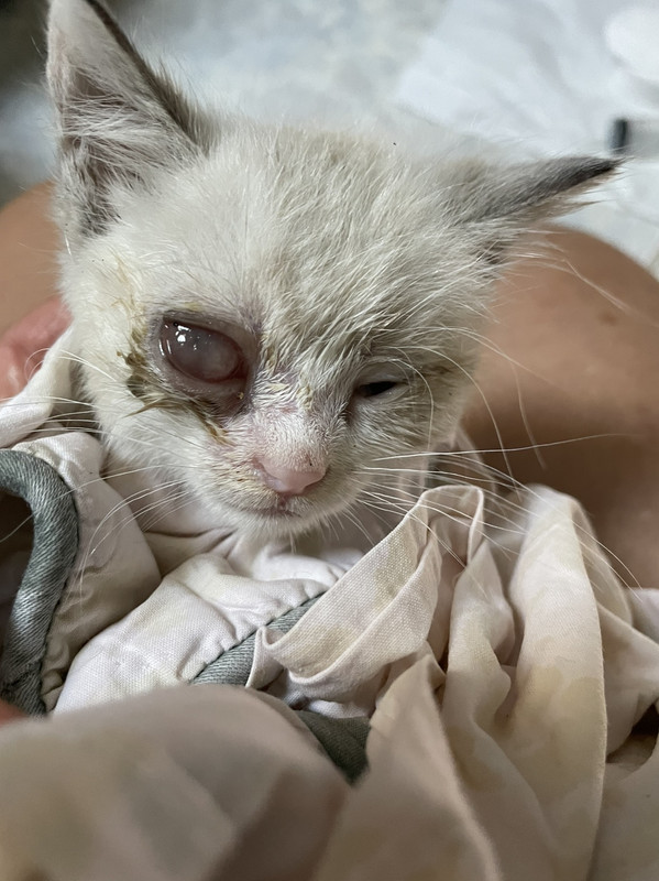 IMG-0db915a9e4f05346e6569b0a7550106c-V