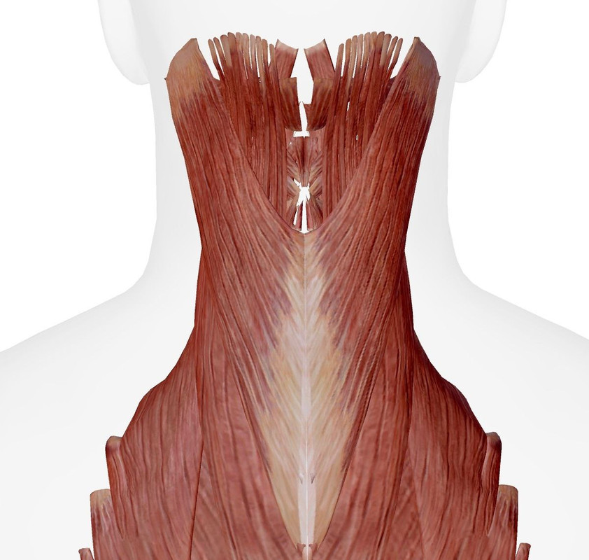 Muscles de la Nuque