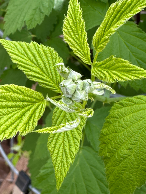 raspberries-2.jpg