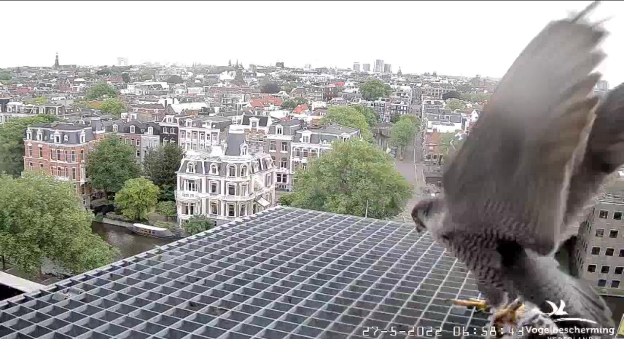 Amsterdam/Rijksmuseum screenshots © Beleef de Lente/Vogelbescherming Nederland - Pagina 9 Video-2022-05-27-065948-Moment