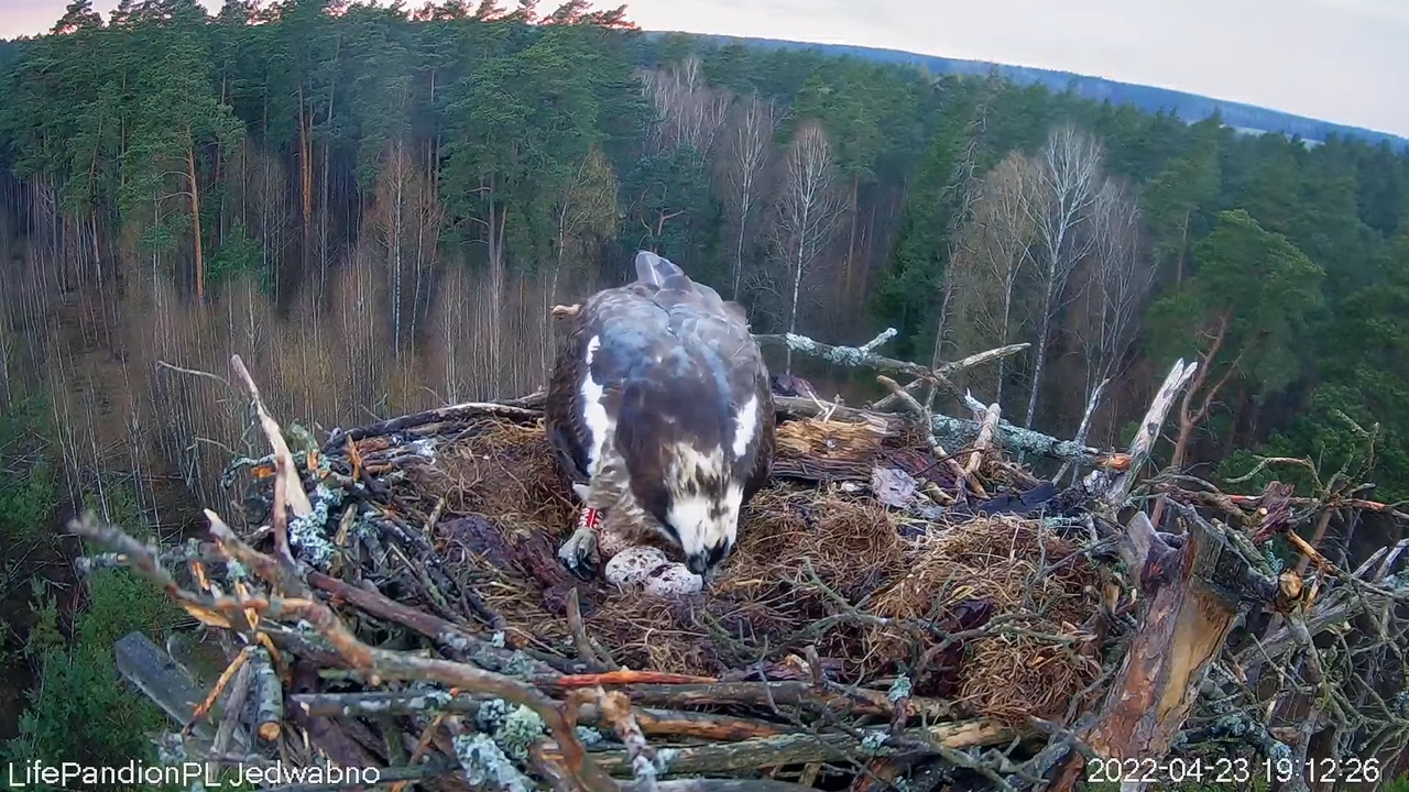Rybołowy Online Puszcza Napiwodzko-Ramucka _ Ospreys Online in Napiwodzko-Ramucka Forest 10-26-27 sc