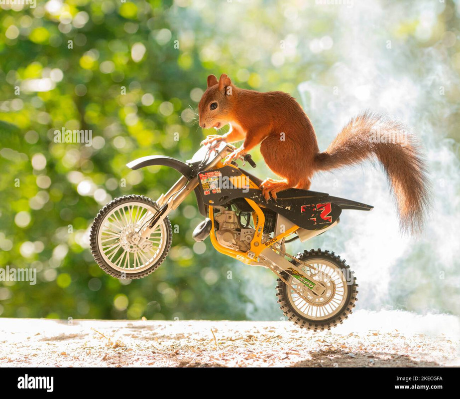 red-squirrel-on-a-motorcycle-2KECGFA