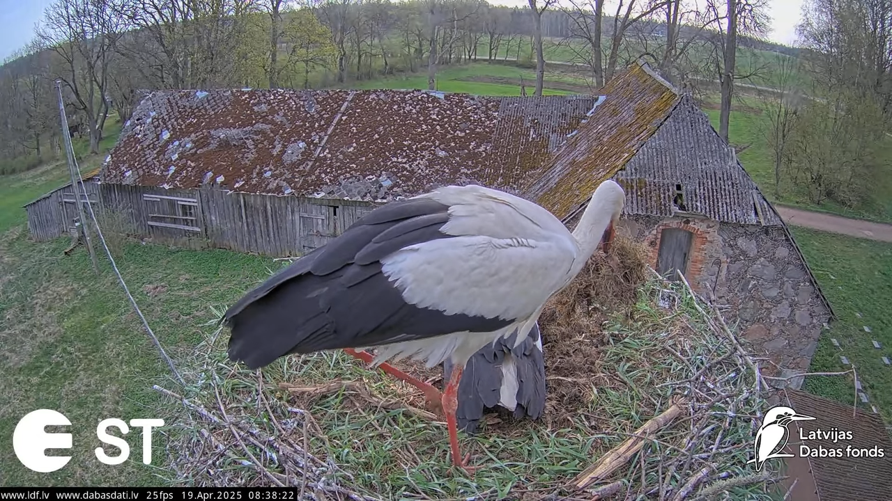 (34) Baltie stārķi (Ciconia ciconia) Tukuma novadā __ White storks in Tukums, Latvia - YouTube - 767