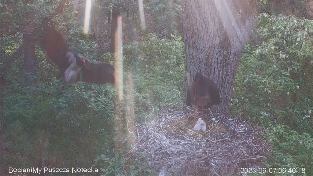 Zrzut ekranu (17497)