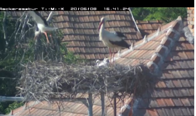 2020-06-08_164821Timi huss