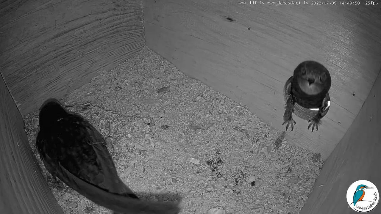 Svīre (Apus apus) Cēsu pils - LDF tiešraide _ Būris 11-58-30 screenshot