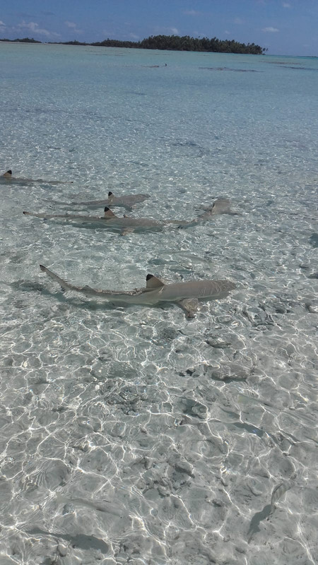 AAB2E095-C9F9-44D1-92DB-FA2B819DC9ED