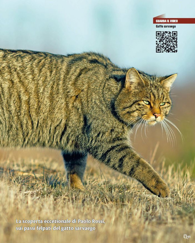 QuattroZampe Mar 2023 (4)