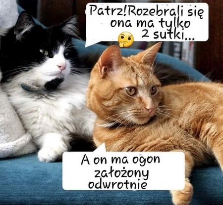 humor.jpg