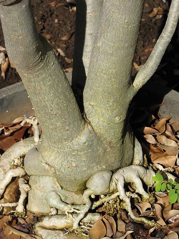 aeration-for-adenium
