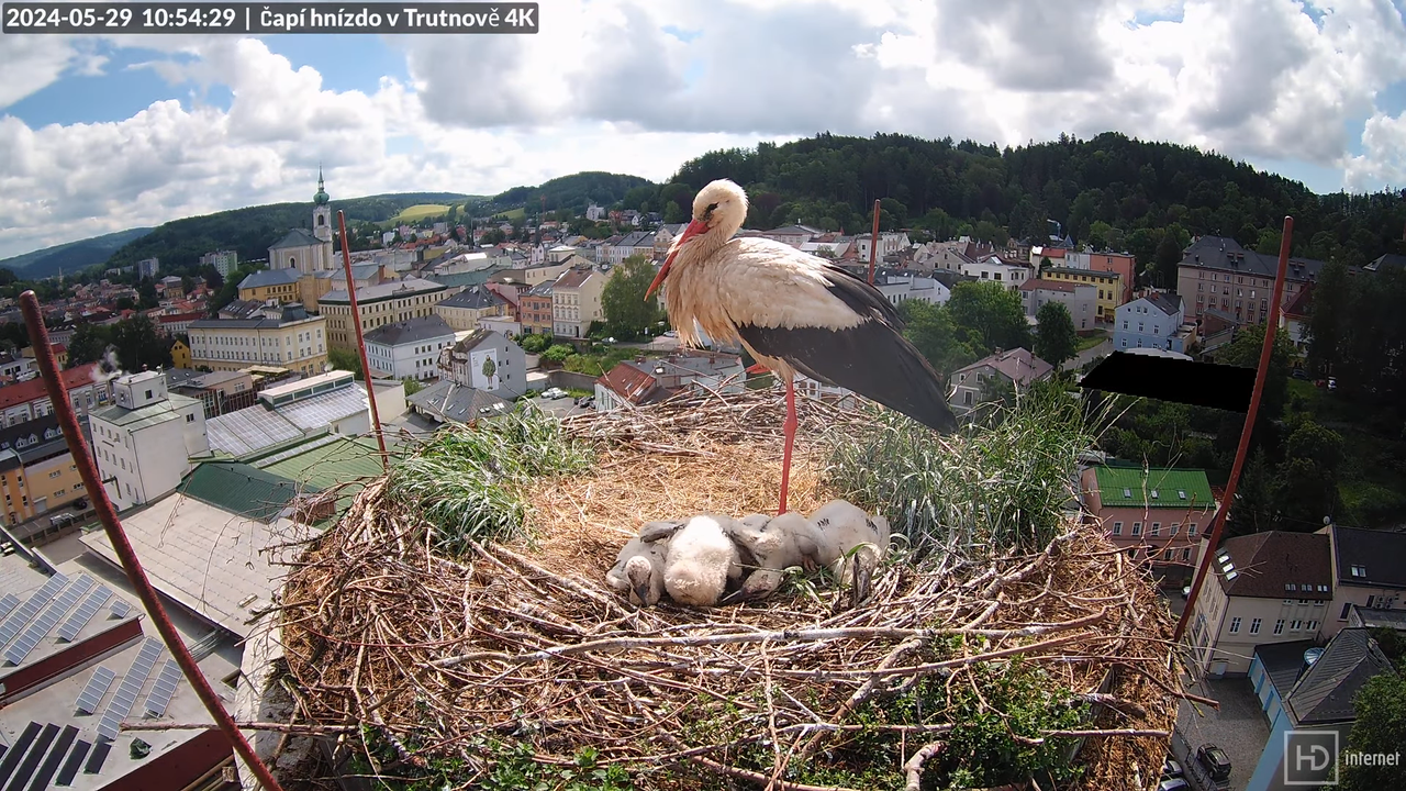 Tiešraidē no stārķa ligzdas uz alus darītavas skursteņa Trutnovā 14-39-29 screenshot