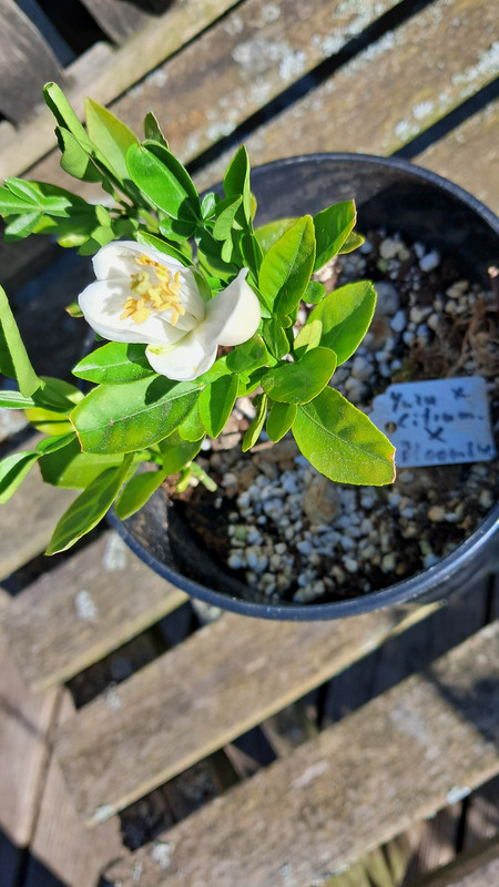 Yuzmelo x Bloomsweetterminalblüte 20250512_172027