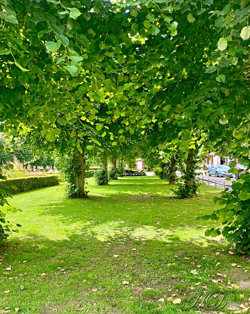 trees-avenue-WG-HD.jpg