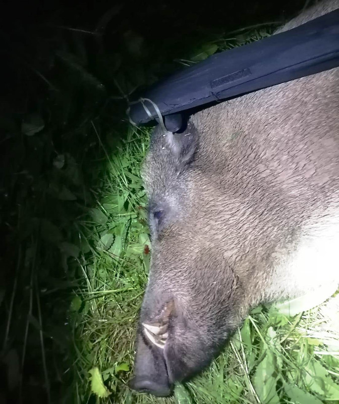 Секач июль-2023