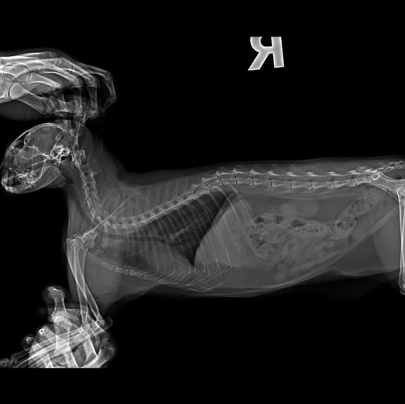 Рентген_13_02_22_Муся_сбоку