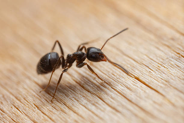 Professional Pest Control TN