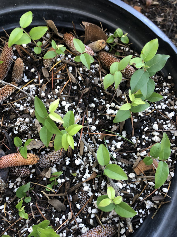 A1403CBF-5D18-4B55-8254-AB88E20F2F9A