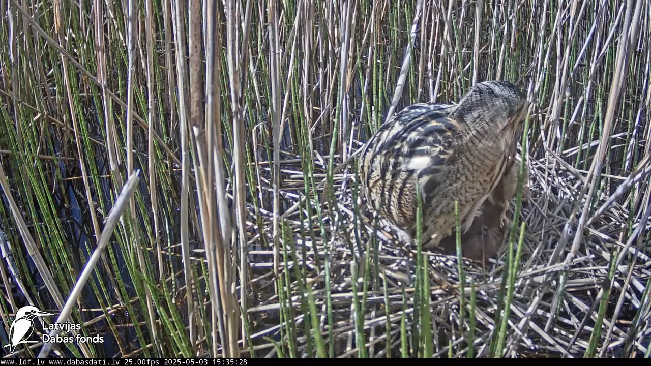 LDF Lielais dumpis (Botaurus stellaris) Zemītes pagastā 15-8-43 screenshot