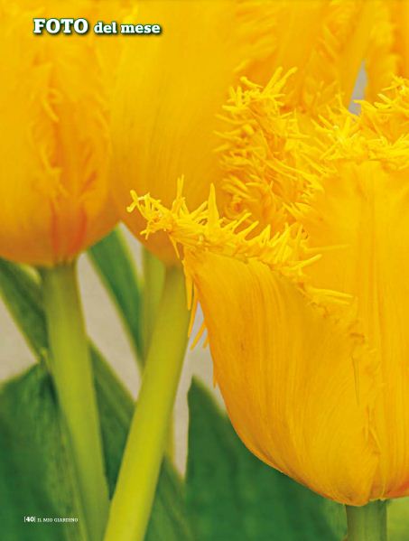 il Mio Giar Apr 2020 (7)