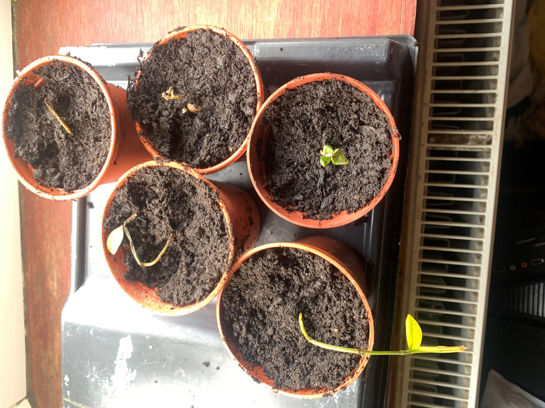 plants