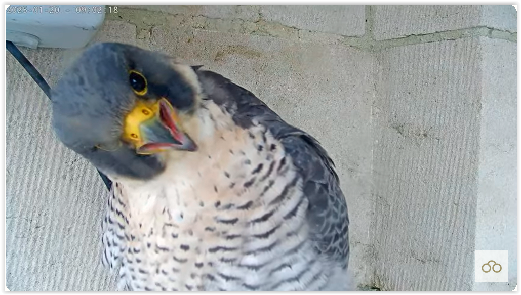 Screen Shot 01-20-25 at 09.13 AM 003