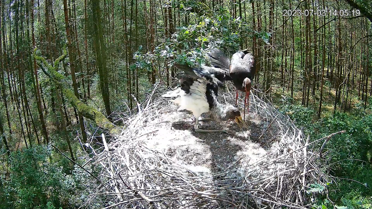 Black Storks Online 2023 — pārraide no ligzdas Lodzas vojevodistē 10-46-8 screenshot