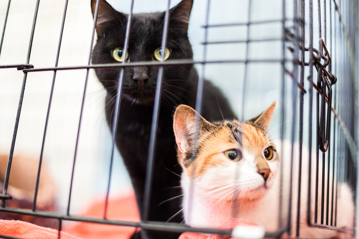 95BCD8BD-951C-4987-9722-3511554E02CA