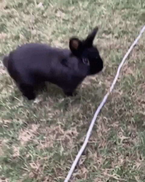 thumper-2.gif
