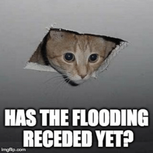 cat-meme-52844113