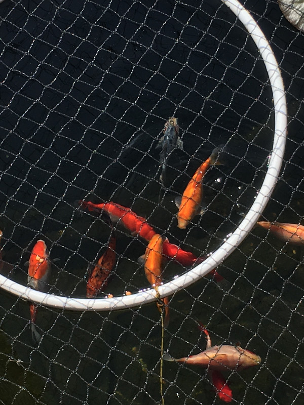 ECC4085C-5403-4484-B918-DFD53B74C3AC