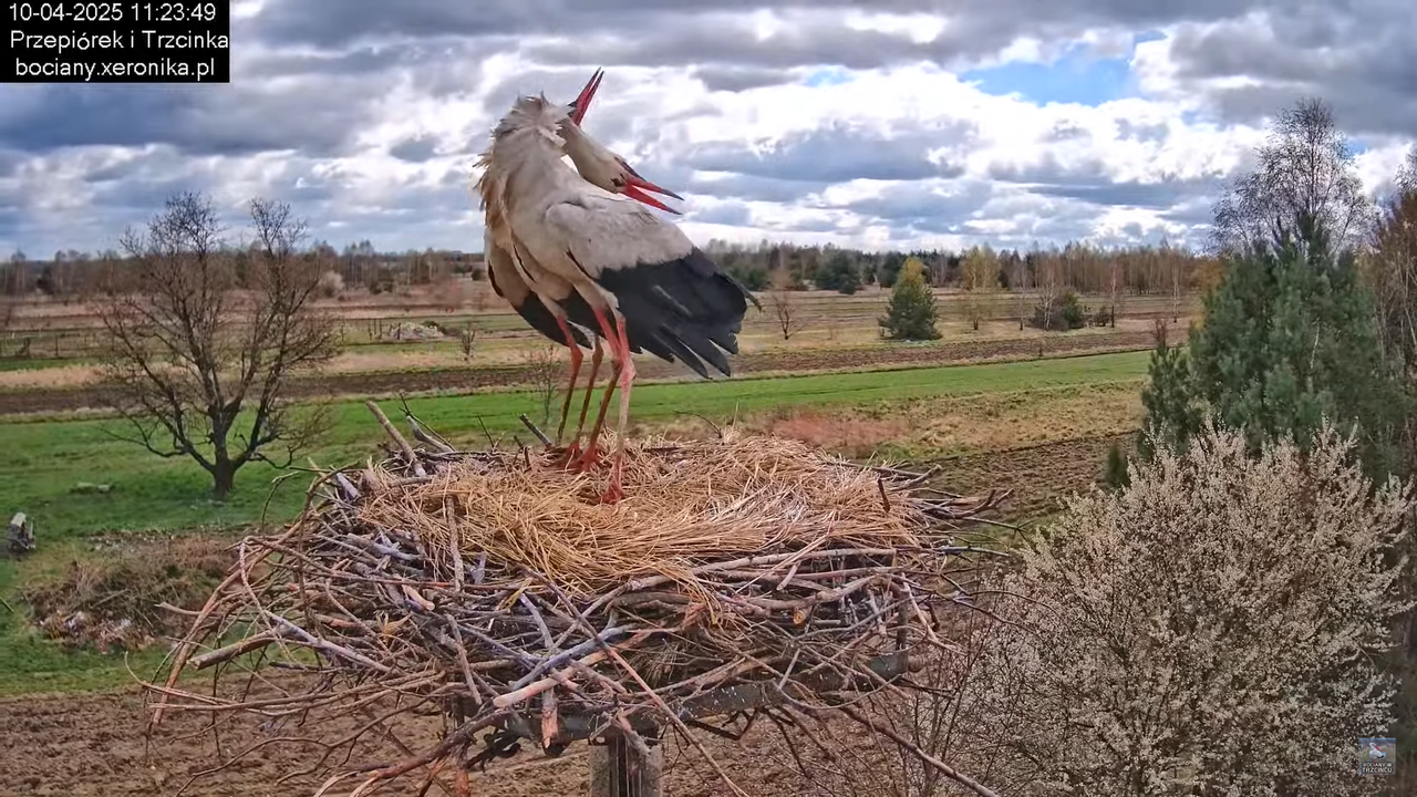 10042025bociany (34)