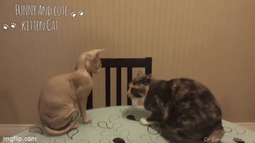 E4-D24-DDE-9-CF6-4456-9502-E69-EFD9-B728-A.gif