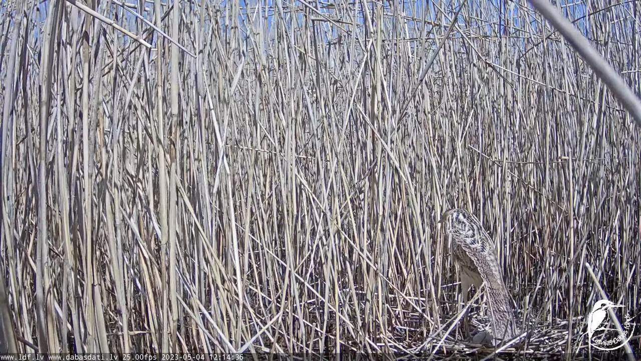 Lielais dumpis (Botaurus stellaris) Engurē - LDF tiešraide 11-20-46 screenshot