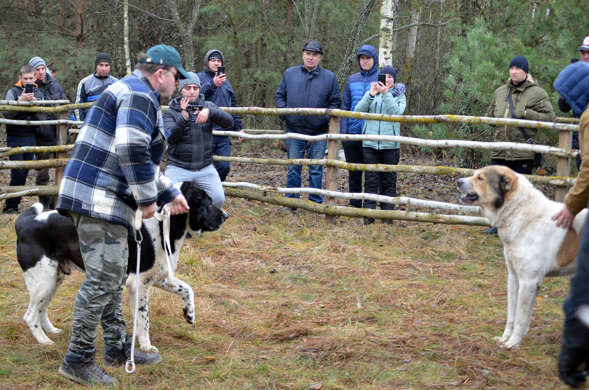 Халк - Сако (2)