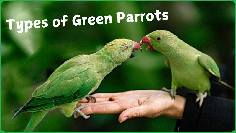 Types of Green Parrots