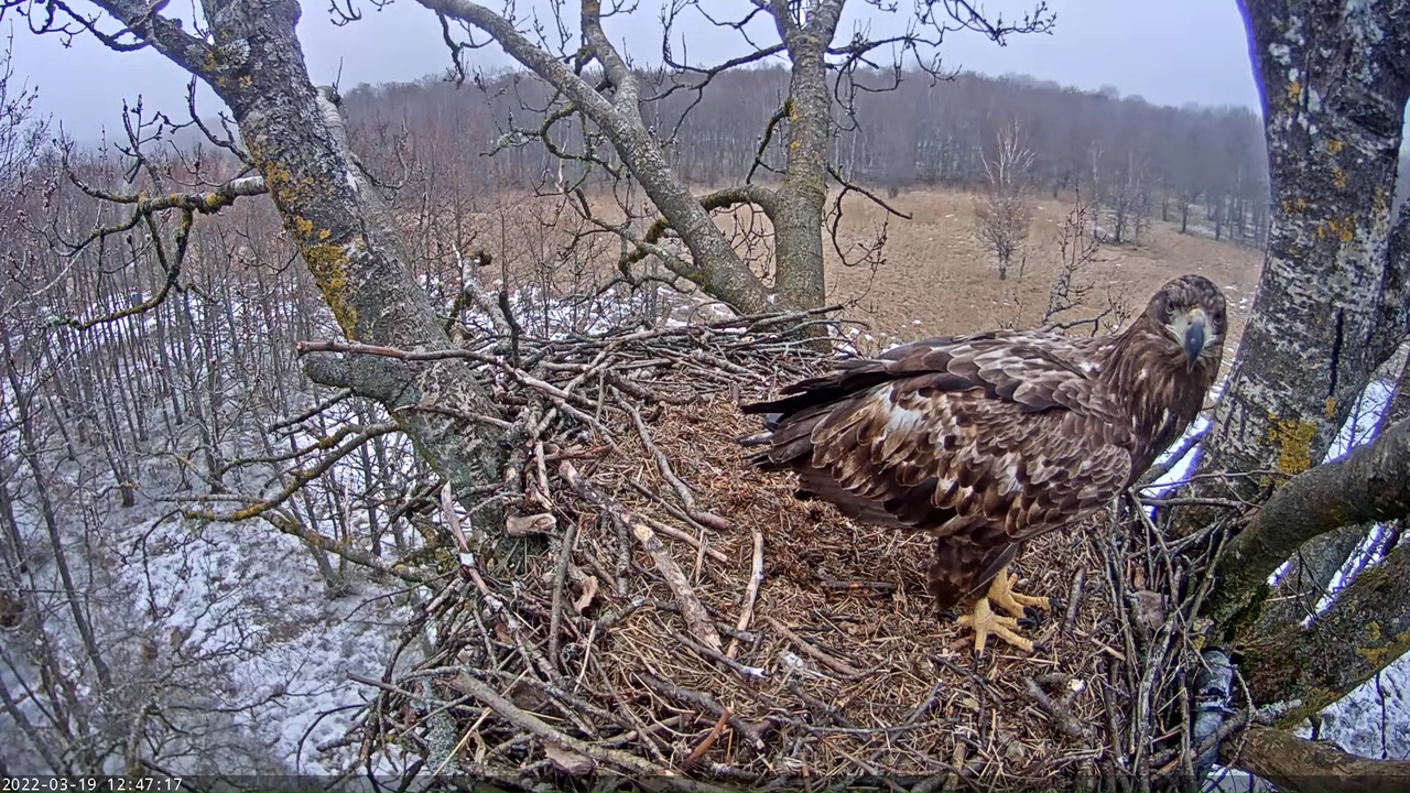 Merikotkas__Haliaeëtus albicilla 13-29-2 screenshot