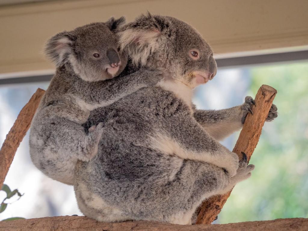 Koala di Lone Pine Koala Sanctuary, Queensland