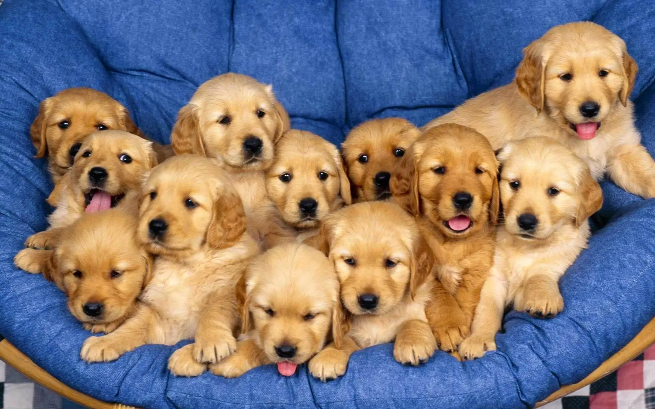 cute-as-a-basket-of-puppies.png