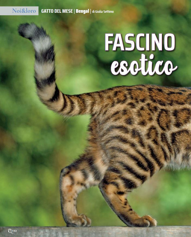 QuattroZampe Set 2022 (11)