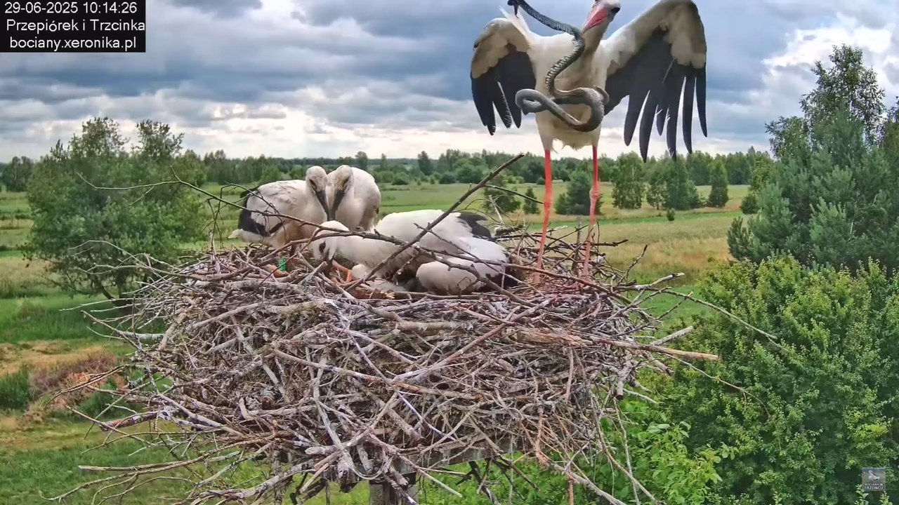 29062025bociany36