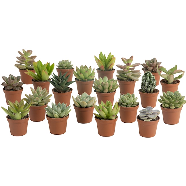 Costa Farms Plant Sale: Up to 60% Off Select Varieties at Lowe’s Today Costa Farms Plant Sale: Up to 60% Off Select Varieties at Lowe’s Today