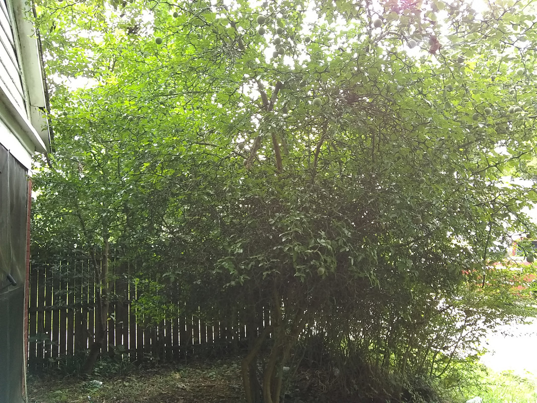 trifoliata tree2
