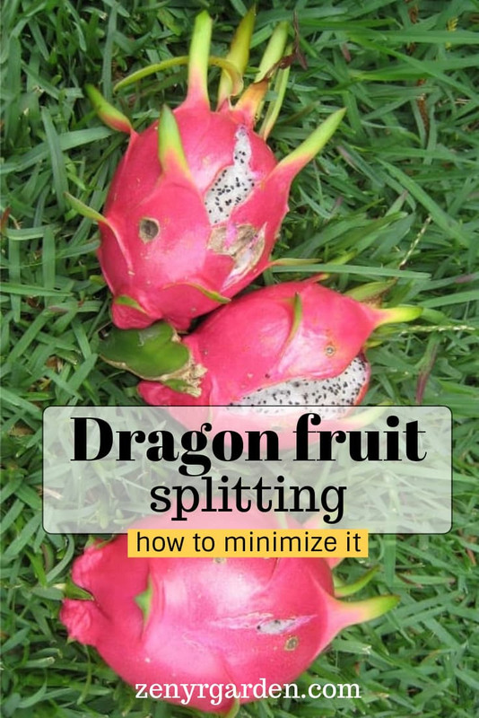 minimize-dragon-fruit-splitting-cracking.jpg