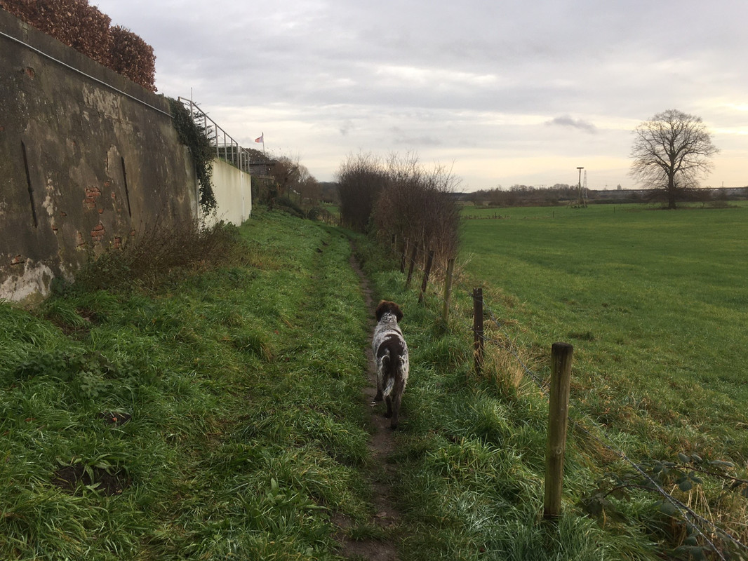 2023-09-12 Fazant in de bramen IMG_2966 (002)