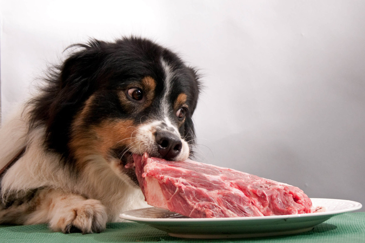 dogs-eat-meat1